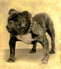 Olde English Bulldogge
